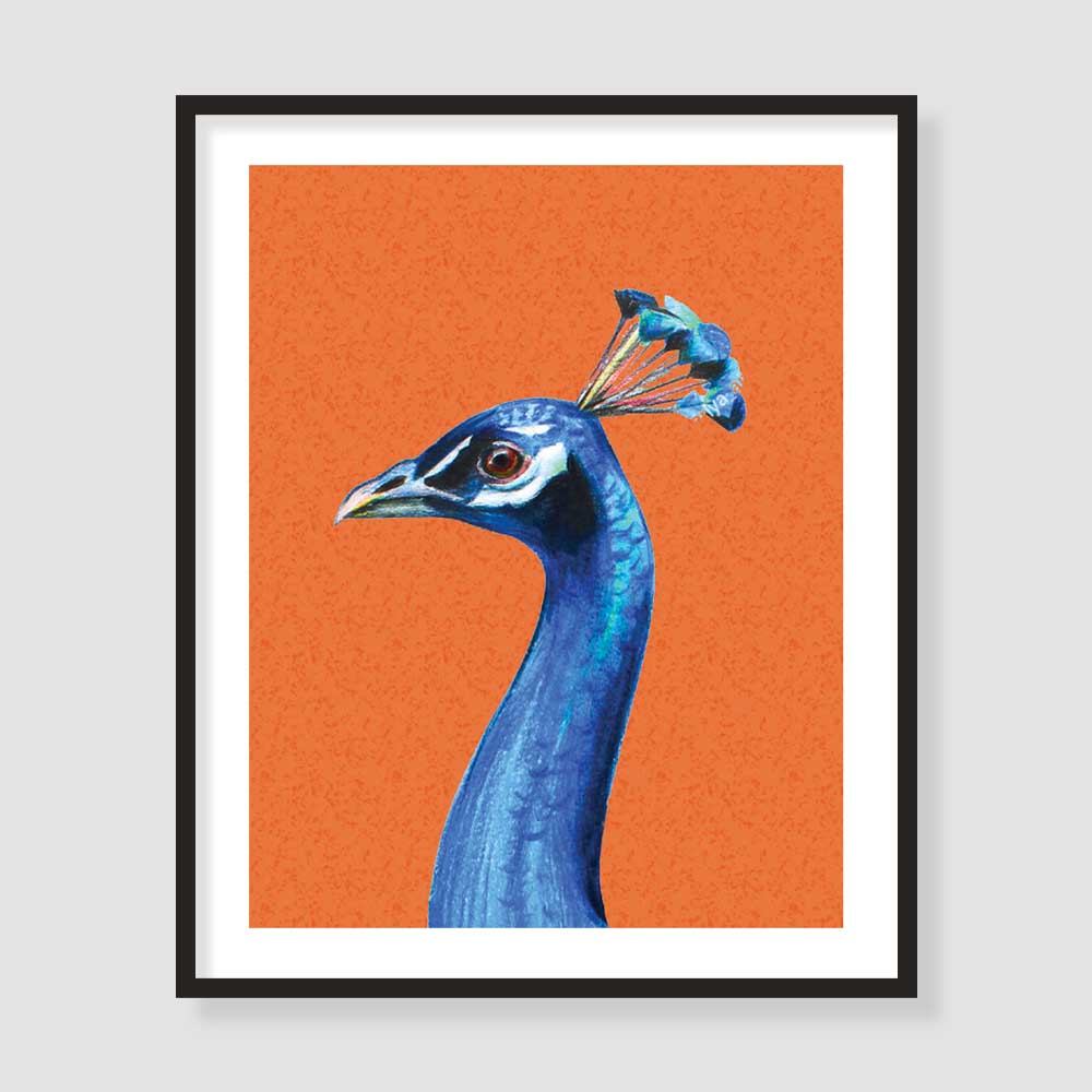 Beautiful Peacock